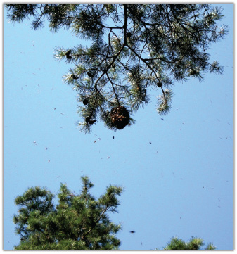 Późne roje – kaprys pszczół czy ich rozsądek?